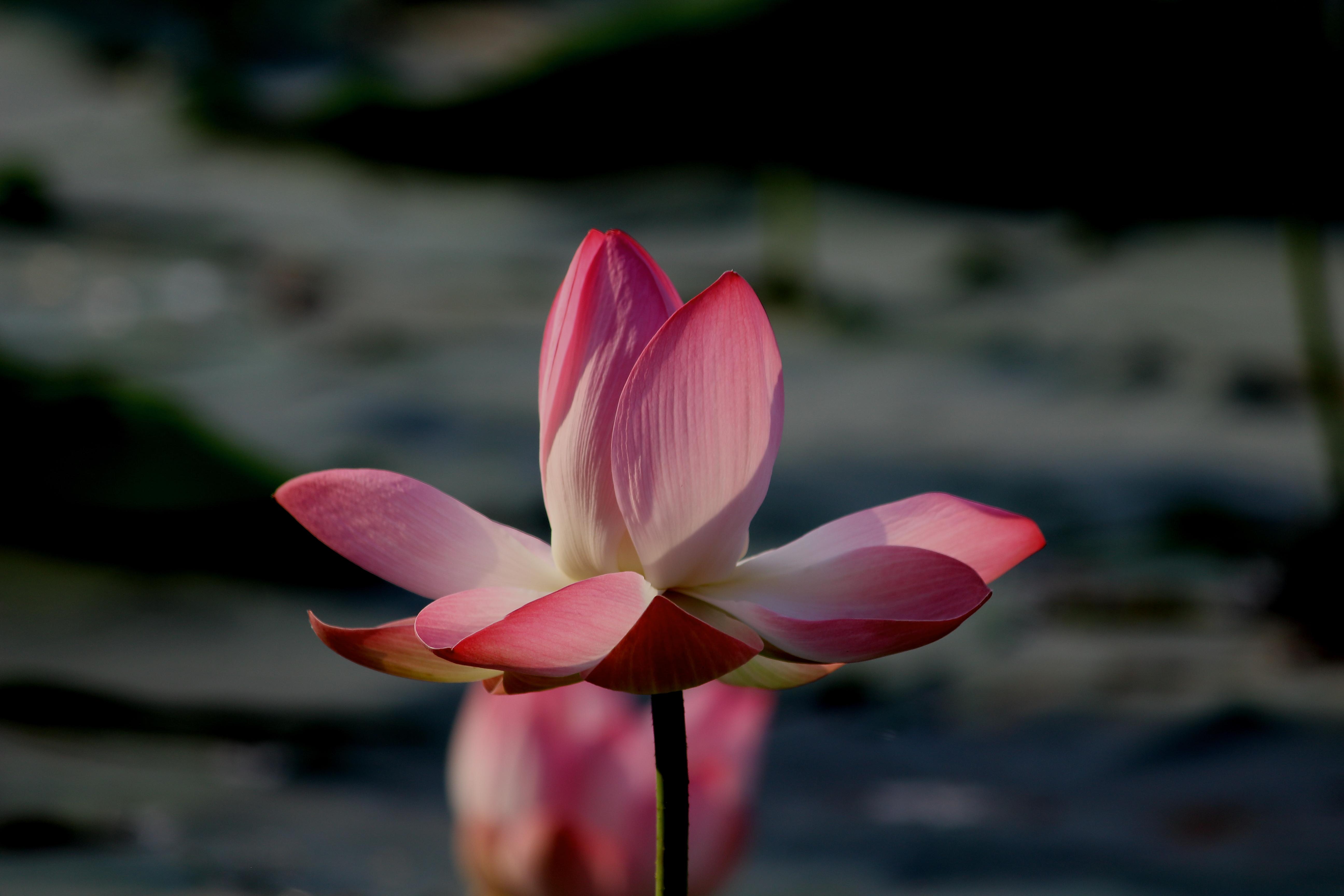 National Flower - Lotus