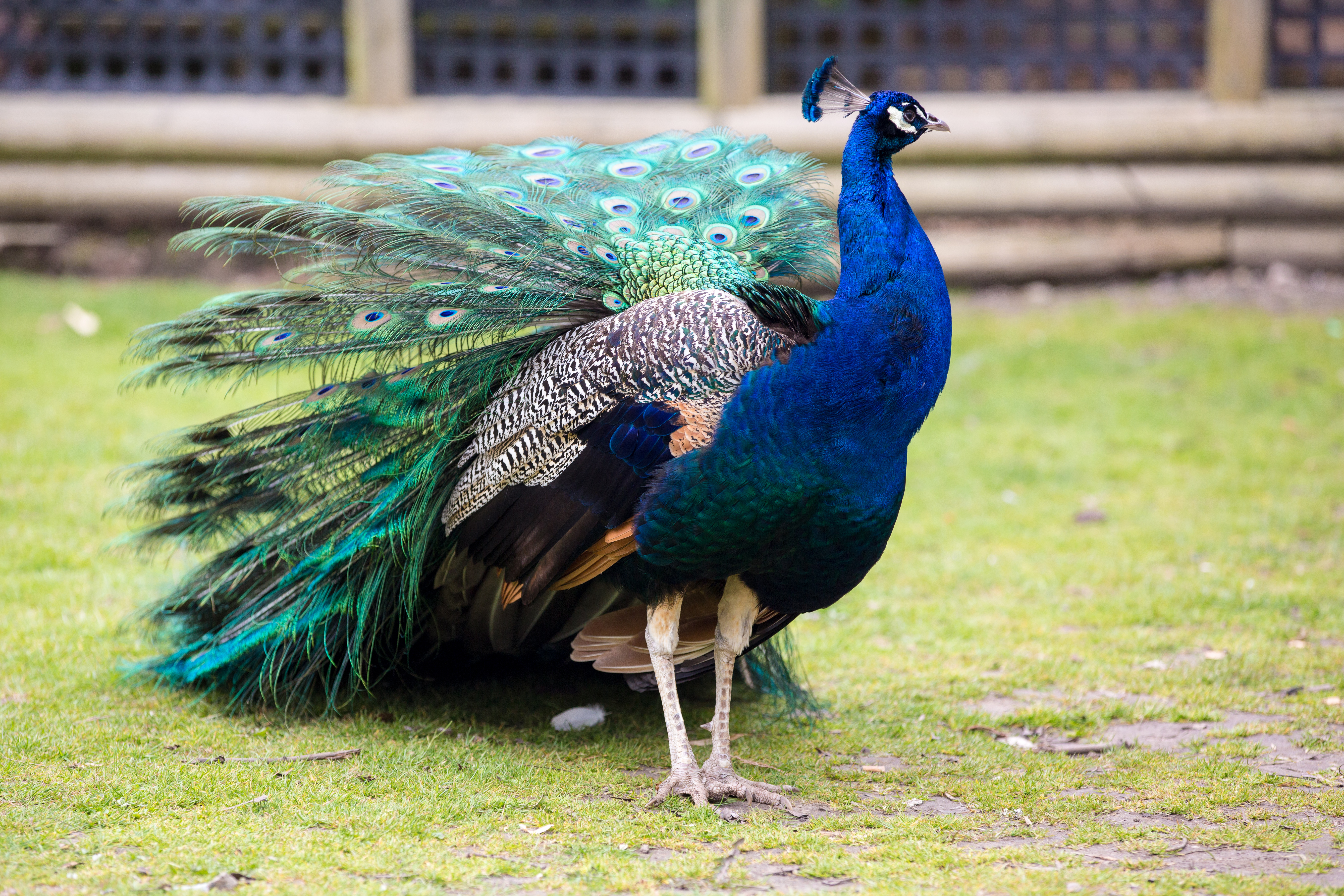 National Bird - Peacock