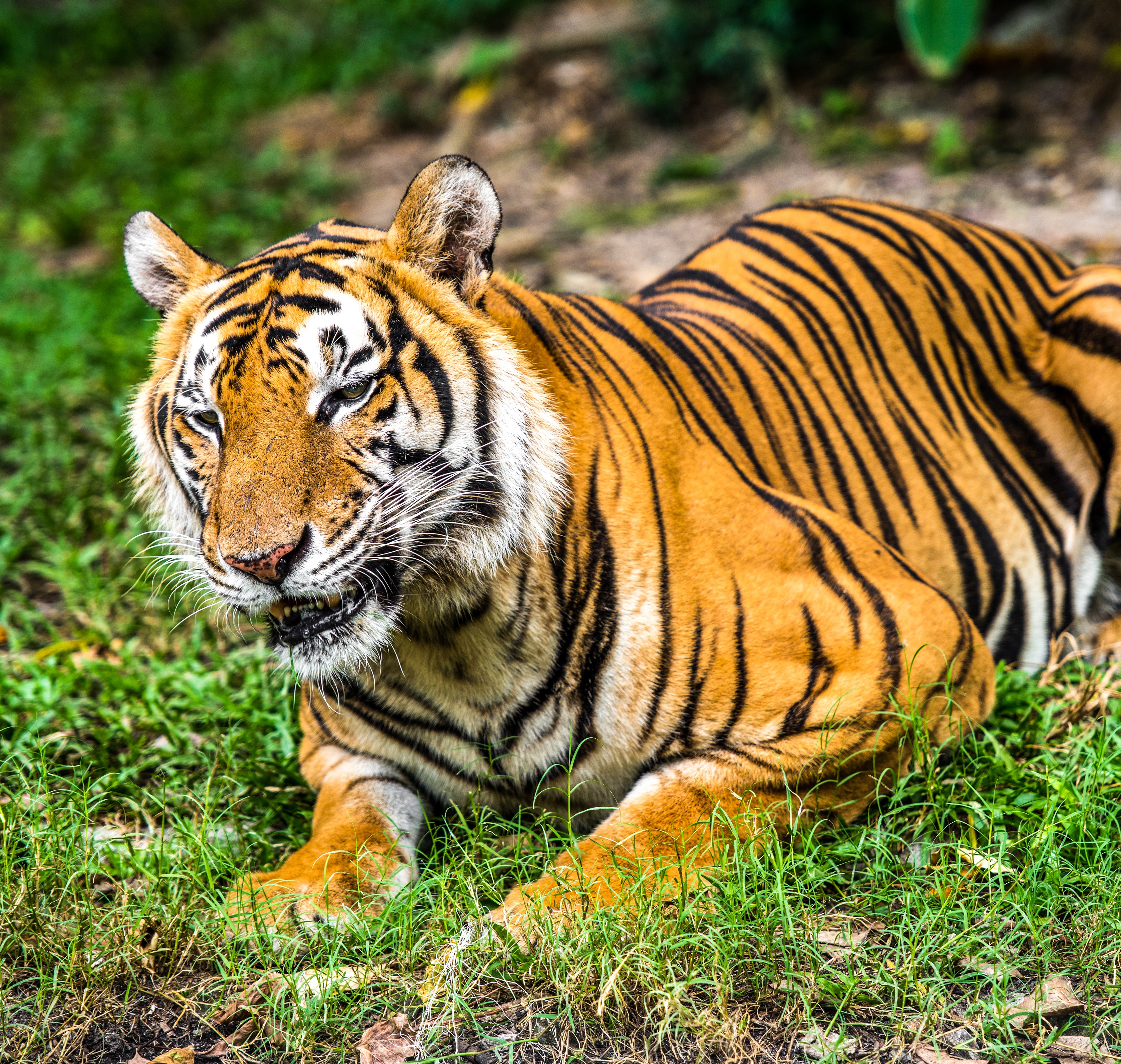 National Animal - Tiger